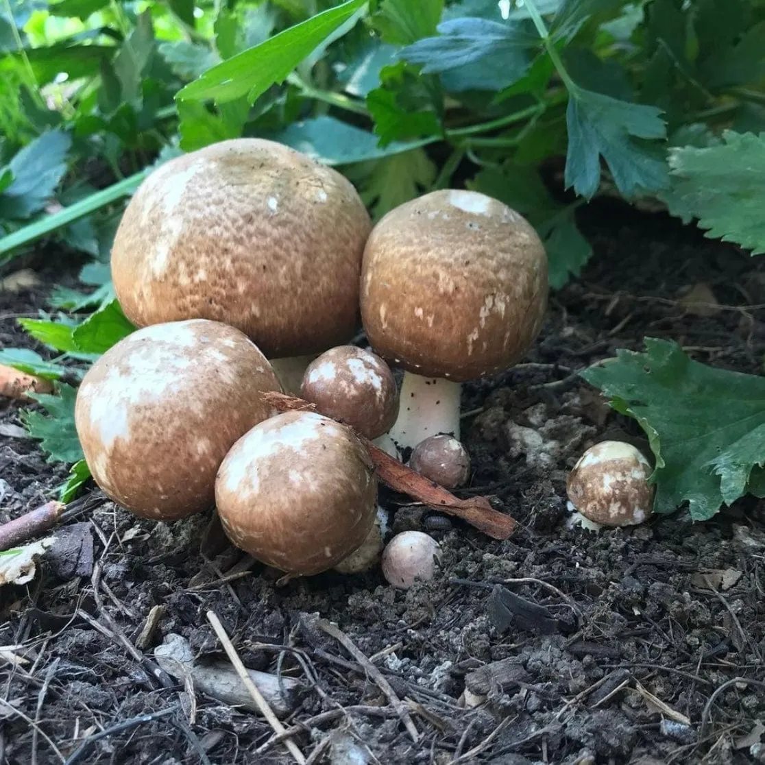 Organic Almond Agaricus Mushroom Liquid Culture Syringe