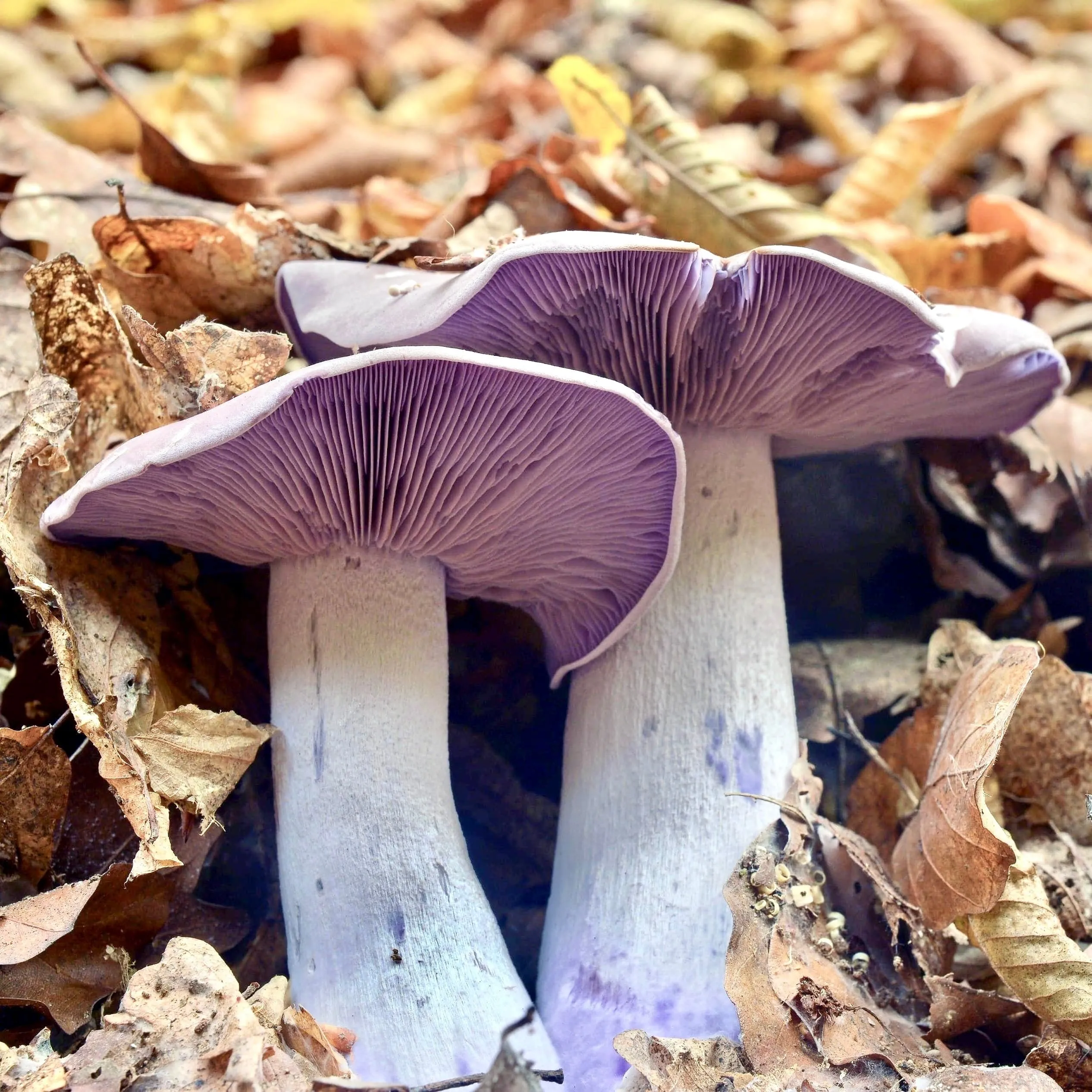 Organic Blewit Mushroom Liquid Culture Syringe